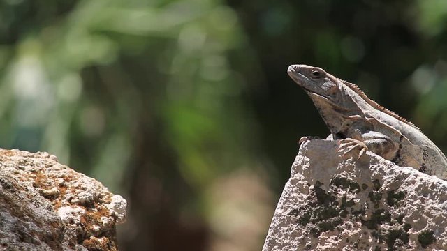 Iguana Posando