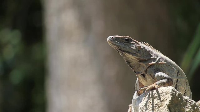 Iguana sobre fondo caf&eacute;