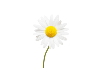 One white daisy flower isolated on white background. Flat lay, top view