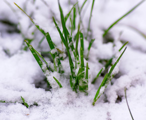 sprouted green grass through white snow