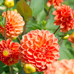 Dahlien, Dahlias