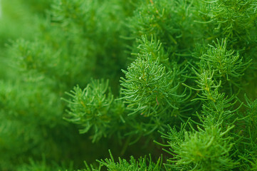 green plant. Green leaves pattern Natural pattern