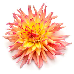Dahlia flower yellow isolated on white background. Flat lay, top view