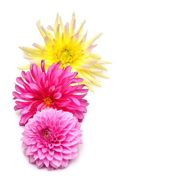 Bouquet of creative multi-colored flowers dahlia isolated on white background. Flat lay, top view