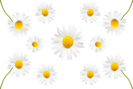 Collection of creative daisies flowers isolated on white background. Flat lay, top view