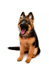 Fluffy German Shepherd dog shows teeth and tongue, angry isolated on white background. Puppy is beautiful, funny and attentive. Portrait, close-up. Sits and looks closely. Good, plush