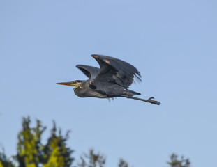 Heron in the Air