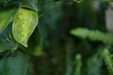 Closeup of green and yellowing leaves. They frame the edge of the photograph, with the centre dark and out of focus.