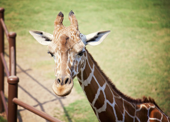 giraffe © Jennifer