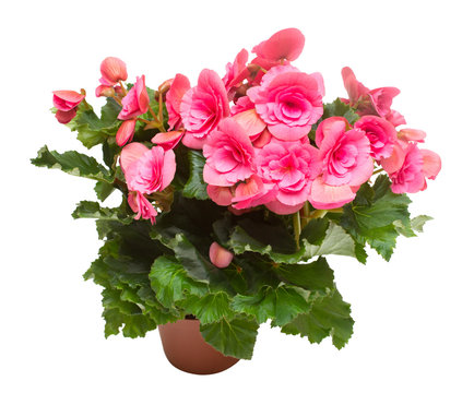 Begonia pink flowers in a pot isolated on white background. Flat lay, top view