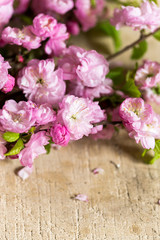 Naklejka na ściany i meble floral design, decoration, environment concept. close up of marvelous light pink blossoms of oriental cherry that has extremelly delicate petals and stamens with yellow tops