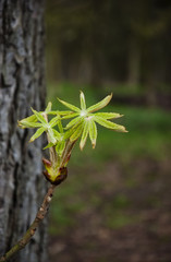 New chestnut tree sprouts from the trunk. New life concept. Selective focus.