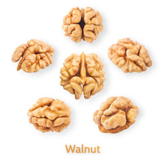 walnut pattern, on the white background, abstract