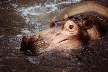 A Hippo in River