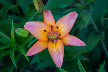 Fototapeta premium Bright pink lily blossom