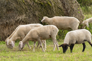 Obraz na płótnie Canvas Schafe auf einer Wiese im Spreewald
