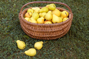 Juicy pears in wicker basket on geen grass.