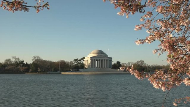 spring morning view of the jefferson memorial and flowering cherry trees in washington d.c.