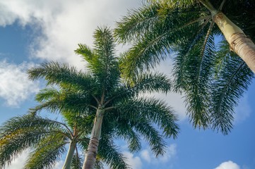 Palm Trees