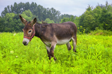 young cute donkey on the green meadow 