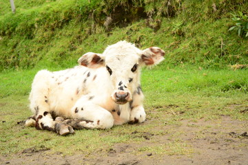 Ternero
