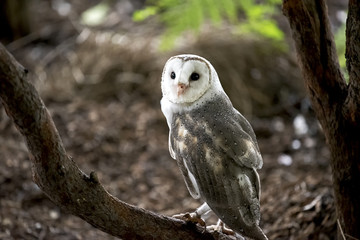 barn owl