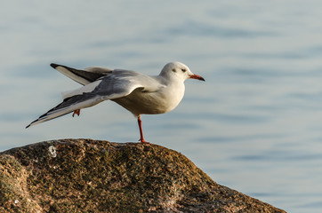 Lachmöwe auf Rügen tanzt Ballett