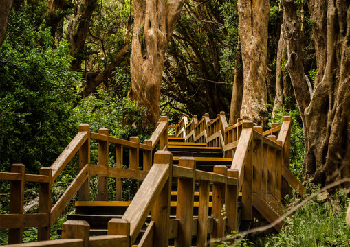 Bosque de arrayanes