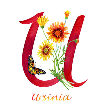 Letter "U" with flowers of ursinia and a butterfly, watercolor drawing on a white background.