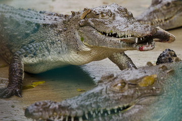 Croc Feeding