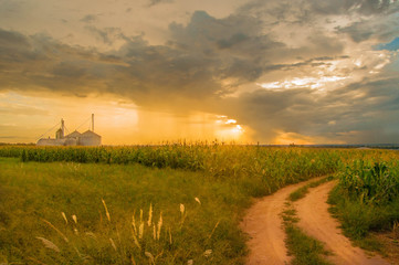 Fototapeta premium Agronegócio