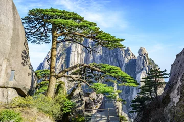 Foto op Plexiglas Huangshan Well-known Ying Ke Pine, or Welcoming-Guests Pine (Welcome Pine), which is thought to be more than 1500 years old. Located in Huangshan Mountain(Yellow Mountains).