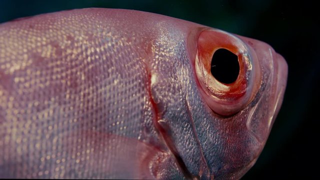 Crescent-tail bigeye (Priacanthus hamrur) portrait head, eye and fin, showing one large eye, WAKATOBI, Indonesia, slow motion