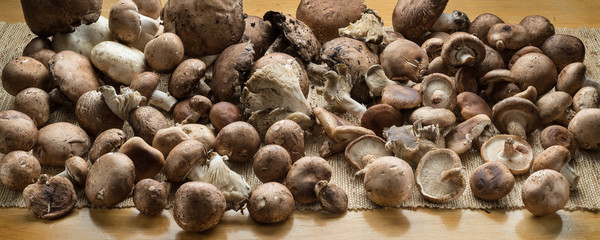 Organic Fresh Mushrooms Panorama