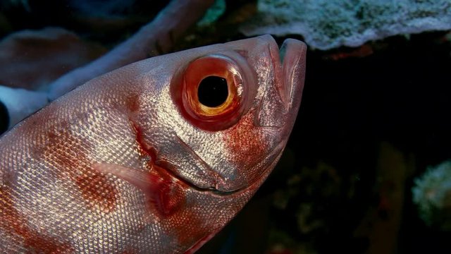 Crescent-tail bigeye (Priacanthus hamrur) portrait head, eye and fin, showing one large eye, WAKATOBI, Indonesia, slow motion