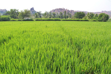 Obraz na płótnie Canvas Green paddy rice in field. An organic asian rice farm and agriculture. Young growing rice. India.