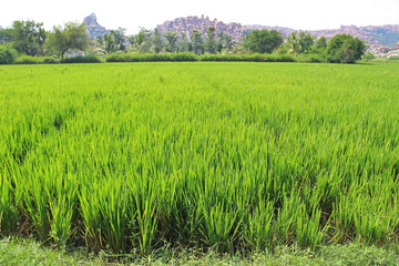 Fototapeta premium Green paddy rice in field. An organic asian rice farm and agriculture. Young growing rice. India.
