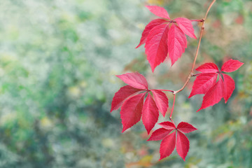 Red leaves of Virginia creeper aging in fall season