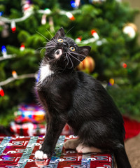 Christmas Kitten