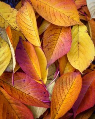 Краски осени