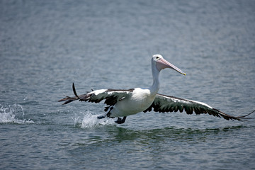 Australian Pelican prepare to lift off