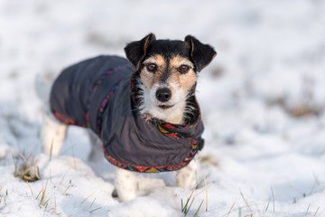 little dog standing in the snow in a meadow in winter, wearing a warm coat - Cute Jack Russell...
