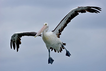 Australian Pelican landing