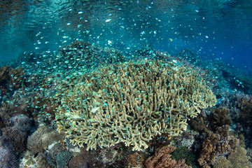 Fototapeta premium Blue-Green Damselfish Schooling Over Healthy Corals