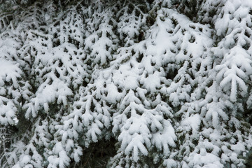 winter fairy tale, ate in the snow