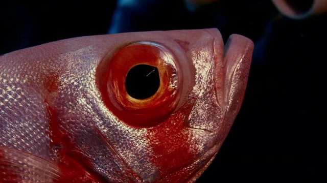 Crescent-tail bigeye (Priacanthus hamrur) portrait head, eye and fin, showing one large eye, WAKATOBI, Indonesia, slow motion
