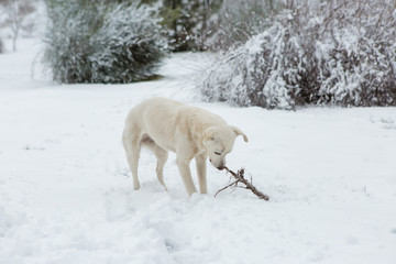 White dog playing on the snow, funny doggy, winter fairy tale