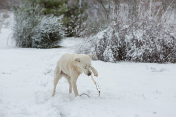 Fototapeta na wymiar White dog playing on the snow, funny doggy, winter fairy tale