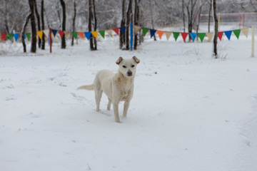 White dog playing on the snow, funny doggy, winter fairy tale