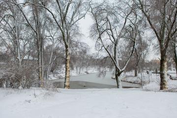 Winter fairy tale, Iced Trees, winter morning